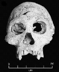 Fossil skull of D2700. (Click on image to view larger.)